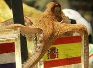 Qui pour remplacer Paul le poulpe