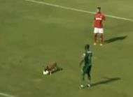 Au Bresil meme les chiens jouent bien