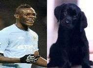 Balotelli un mal de chien