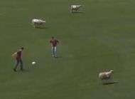 Messi prend les joueurs du Real Madrid pour des moutons