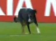 Neymar Ganso Robinho un chien leur vole la vedette