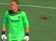 Un ecureuil seme la folie dans un match