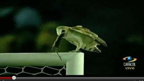 Il bouffe un rat mort sur son poteau !