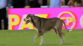Insolite : Un chien se lâche sur le terrain en plein match (vidéo)